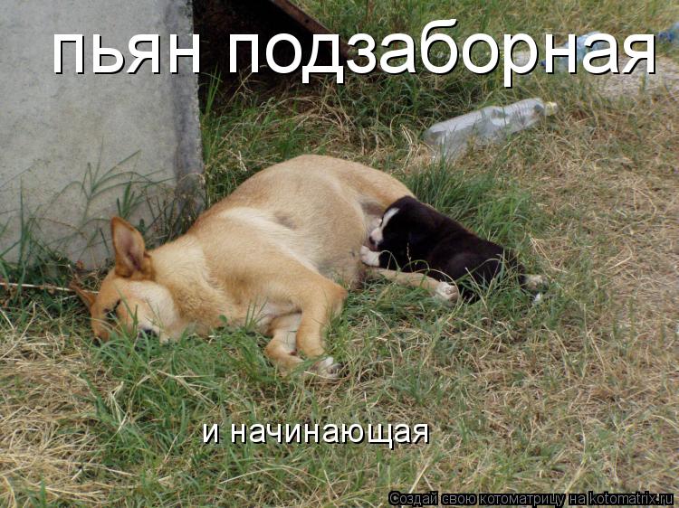 пьян подзаборная и начинающая... Котоматрица: пьян подзаборная и начинающая