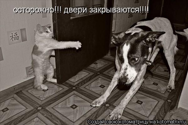 осторожно!!! двери закрываются!!!!... Котоматрица: осторожно!!! двери закрываются!!!!