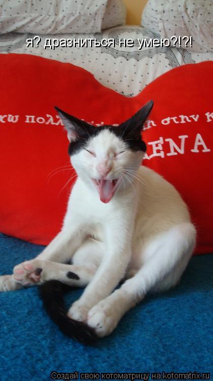 я? дразниться не умею?!?!... Котоматрица: я? дразниться не умею?!?!