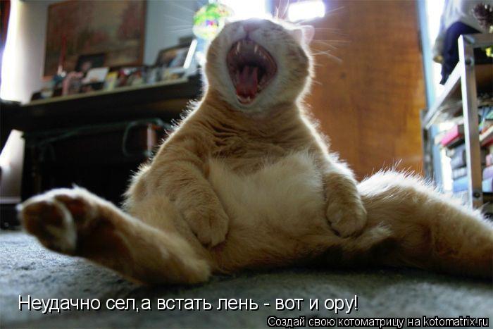 Неудачно сел,а встать лень - вот и ору!... Котоматрица: Неудачно сел,а встать лень - вот и ору!