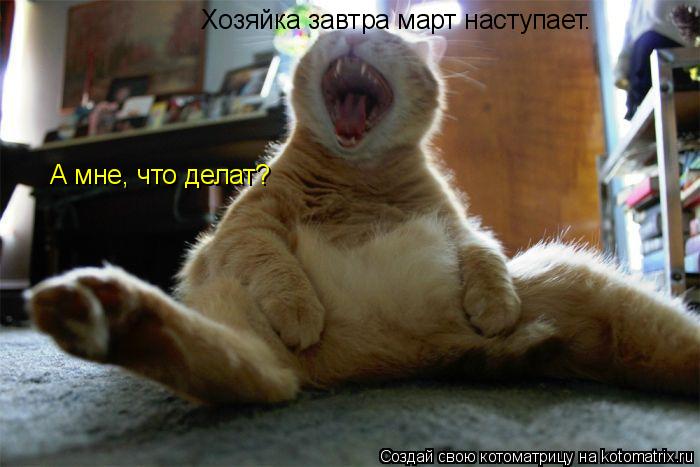 Хозяйка завтра март наступает. А мне, что делат?... Котоматрица: Хозяйка завтра март наступает. А мне, что делат?