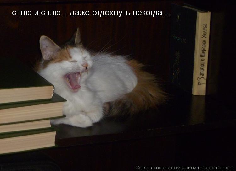 сплю и сплю... даже отдохнуть некогда....... Котоматрица: сплю и сплю... даже отдохнуть некогда....