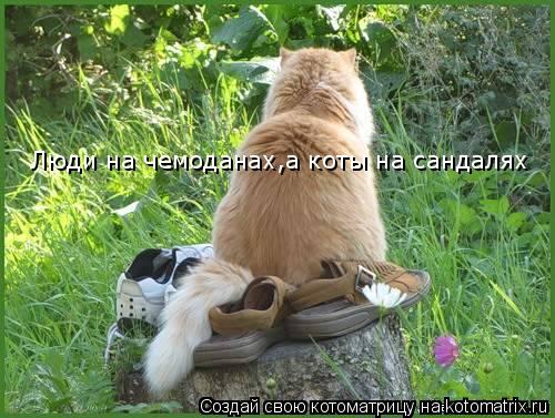 Люди на чемоданах,а коты на сандалях... Котоматрица: Люди на чемоданах,а коты на сандалях