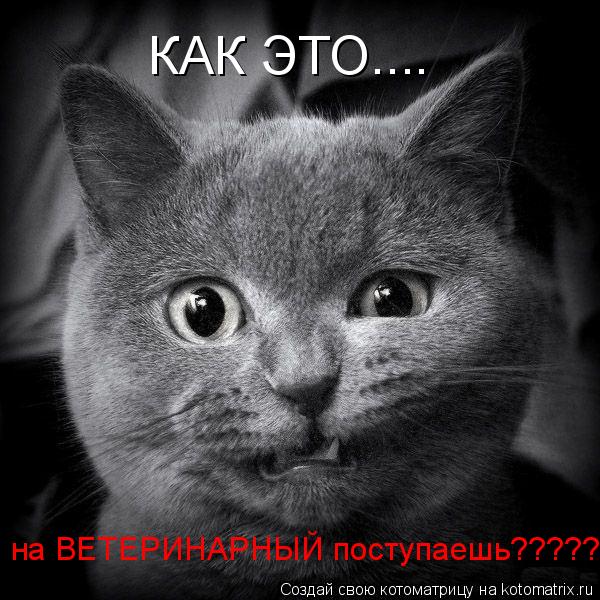на ВЕТЕРИНАРНЫЙ поступаешь????? КАК ЭТО....... Котоматрица: на ВЕТЕРИНАРНЫЙ поступаешь????? КАК ЭТО....