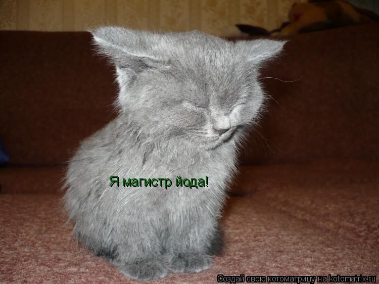 Я магистр йода!... Котоматрица: Я магистр йода!