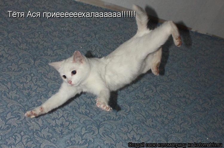 Тётя Ася приеееееехалаааааа!!!!!!... Котоматрица: Тётя Ася приеееееехалаааааа!!!!!!