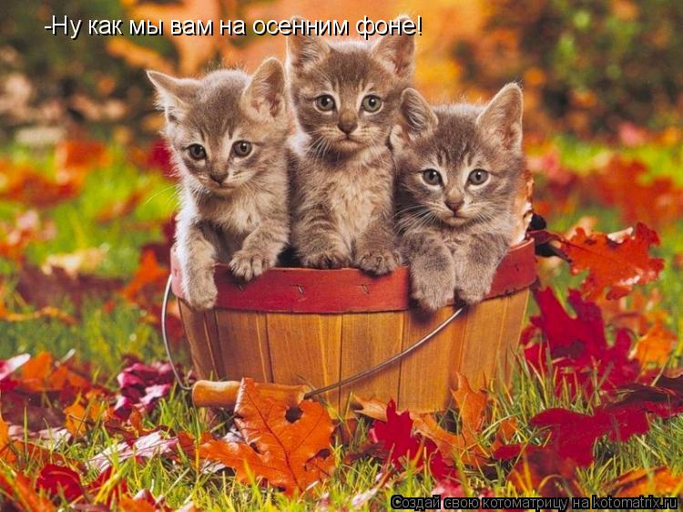 -Ну как мы вам на осенним фоне!... Котоматрица: -Ну как мы вам на осенним фоне!