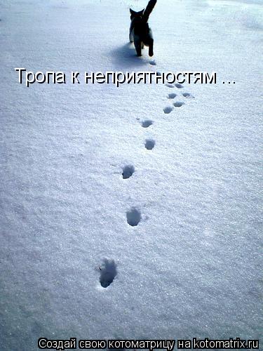 Тропа к неприятностям ...... Котоматрица: Тропа к неприятностям ...