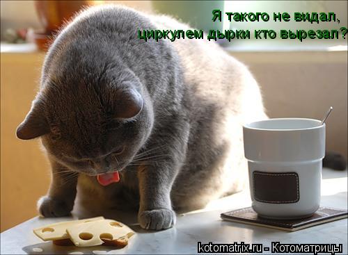 Я такого не видал, циркулем дырки кто вырезал?... Котоматрица: Я такого не видал, циркулем дырки кто вырезал?