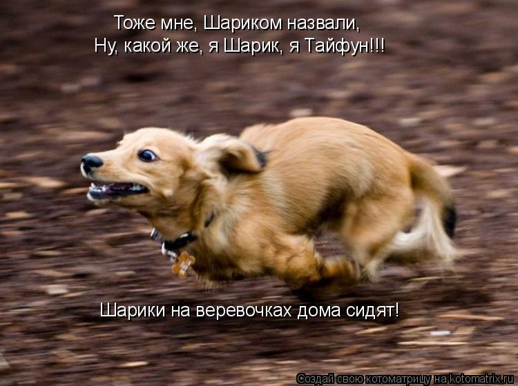 Тоже мне, Шариком назвали, Ну, какой же, я Шарик, я Тайфун!!! Шарики на веревочках дома сидят!... Котоматрица: Тоже мне, Шариком назвали, Ну, какой же, я Шарик, я Тайфун!!! Шарики на веревочках дома сидят!