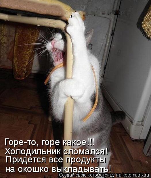 Придется все продукты Холодильник сломался! Горе-то, горе какое!!! на окошко выкладывать!... Котоматрица: Придется все продукты Холодильник сломался! Горе-то, горе какое!!! на окошко выкладывать!