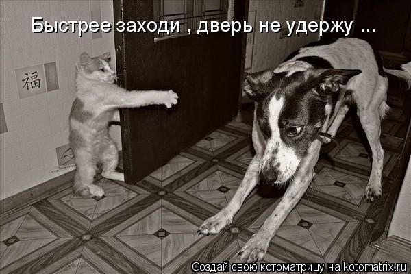 Быстрее заходи , дверь не удержу ...... Котоматрица: Быстрее заходи , дверь не удержу ...