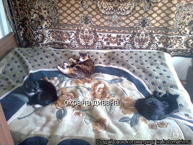 охрана дивана... Котоматрица: охрана дивана