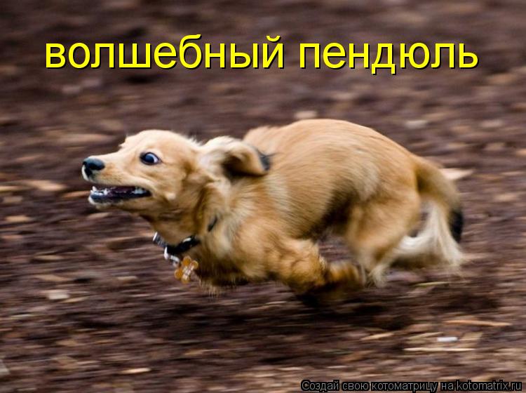 волшебный пендюль... Котоматрица: волшебный пендюль