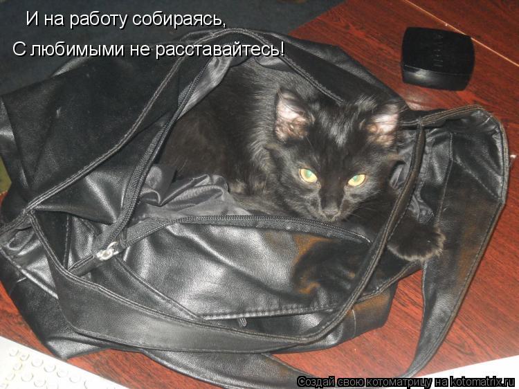 И на работу собираясь, С любимыми не расставайтесь!... Котоматрица: И на работу собираясь, С любимыми не расставайтесь!