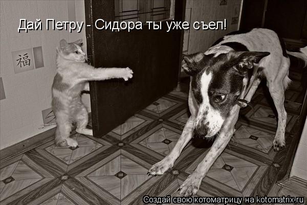 Дай Петру - Сидора ты уже съел!... Котоматрица: Дай Петру - Сидора ты уже съел!