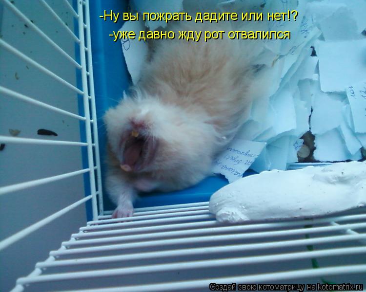 -Ну вы пожрать дадите или нет!? -уже давно жду рот отвалился... Котоматрица: -Ну вы пожрать дадите или нет!? -уже давно жду рот отвалился