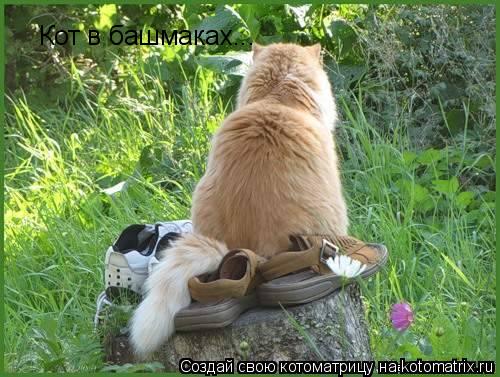 Кот в башмаках...... Котоматрица: Кот в башмаках...