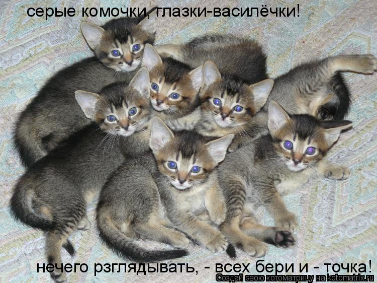 серые комочки, глазки-василёчки! нечего рзглядывать, - всех бери и - точка!... Котоматрица: серые комочки, глазки-василёчки! нечего рзглядывать, - всех бери и - точка!
