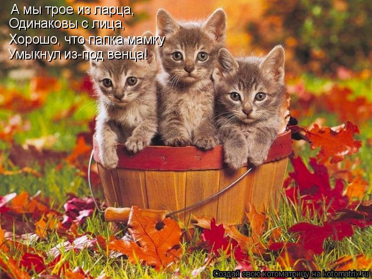 А мы трое из ларца, Одинаковы с лица, Хорошо, что папка мамку Умыкнул из-под венца!... Котоматрица: А мы трое из ларца, Одинаковы с лица, Хорошо, что папка мамку Умыкнул из-под венца!