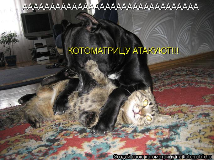 АААААААААААААААААААААААААААААААА КОТОМАТРИЦУ АТАКУЮТ!!!... Котоматрица: АААААААААААААААААААААААААААААААА КОТОМАТРИЦУ АТАКУЮТ!!!