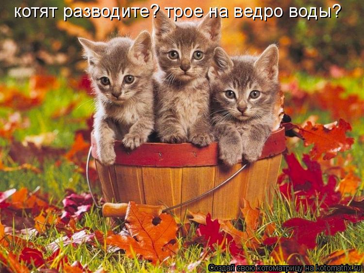 котят разводите? трое на ведро воды?... Котоматрица: котят разводите? трое на ведро воды?