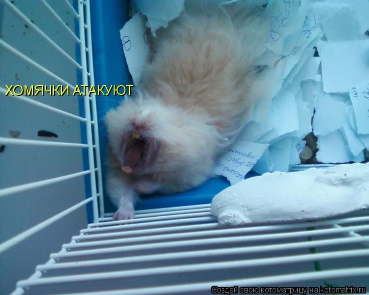 ХОМЯЧКИ АТАКУЮТ... Котоматрица: ХОМЯЧКИ АТАКУЮТ