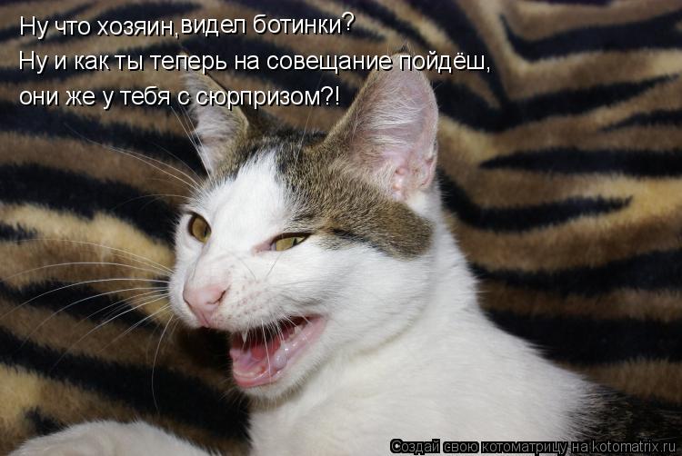 Ну что хозяин, видел ботинки ? Ну и как ты теперь на совещание пойдёш, они же у тебя с сюрпризом?!... Котоматрица: Ну что хозяин, видел ботинки ? Ну и как ты теперь на совещание пойдёш, они же у тебя с сюрпризом?!