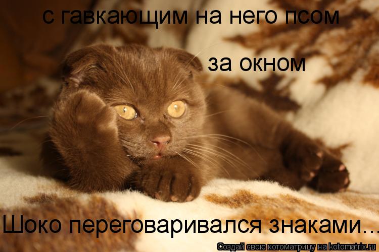 с гавкающим на него псом Шоко переговаривался знаками... за окном... Котоматрица: с гавкающим на него псом Шоко переговаривался знаками... за окном
