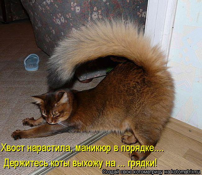 Хвост нарастила, маникюр в порядке.... Держитесь коты выхожу на ... грядки!... Котоматрица: Хвост нарастила, маникюр в порядке.... Держитесь коты выхожу на ... грядки!