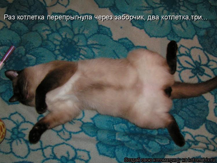 Раз котлетка перепрыгнула через заборчик, два котлетка,три...... Котоматрица: Раз котлетка перепрыгнула через заборчик, два котлетка,три...