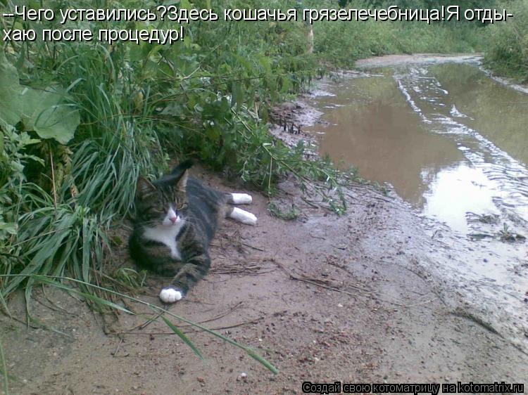 --Чего уставились?Здесь кошачья грязелечебница!Я отды- хаю после процедур!... Котоматрица: --Чего уставились?Здесь кошачья грязелечебница!Я отды- хаю после процедур!