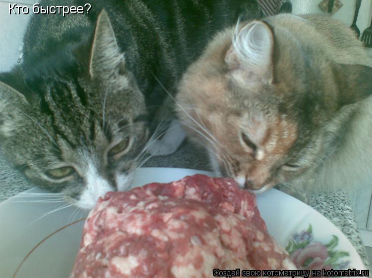 Кто быстрее?... Котоматрица: Кто быстрее?