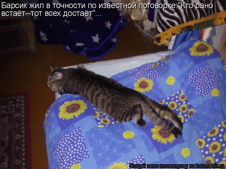 Барсик жил в точности по известной поговорке:"Кто рано встаёт--тот всех достаёт"...... Котоматрица: Барсик жил в точности по известной поговорке:"Кто рано встаёт--тот всех достаёт"...