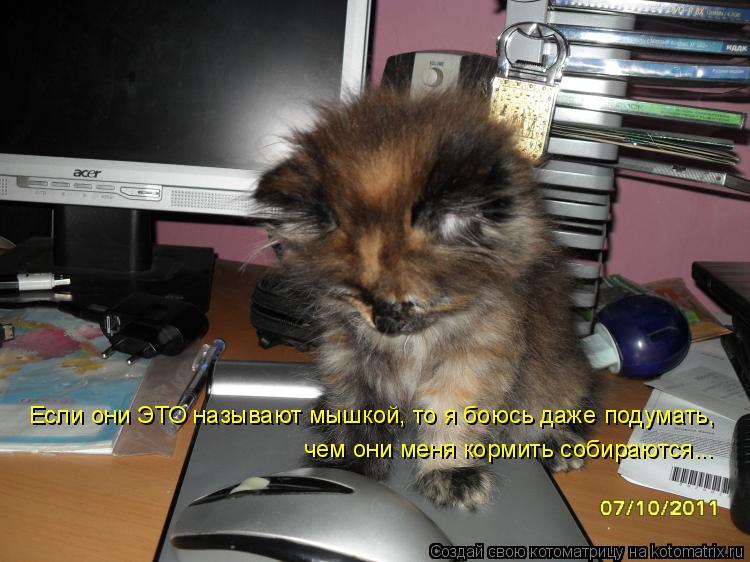 Если они ЭТО называют мышкой, то я боюсь даже подумать, чем они меня кормить собираются...... Котоматрица: Если они ЭТО называют мышкой, то я боюсь даже подумать, чем они меня кормить собираются...