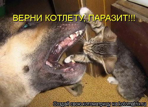 ВЕРНИ КОТЛЕТУ, ПАРАЗИТ!!!... Котоматрица: ВЕРНИ КОТЛЕТУ, ПАРАЗИТ!!!