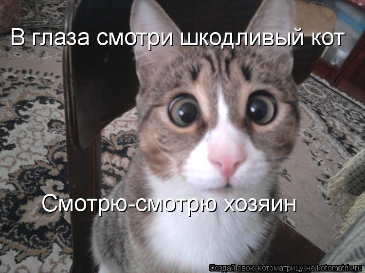 Котоматрица: В глаза смотри шкодливый кот Смотрю-смотрю хозяин