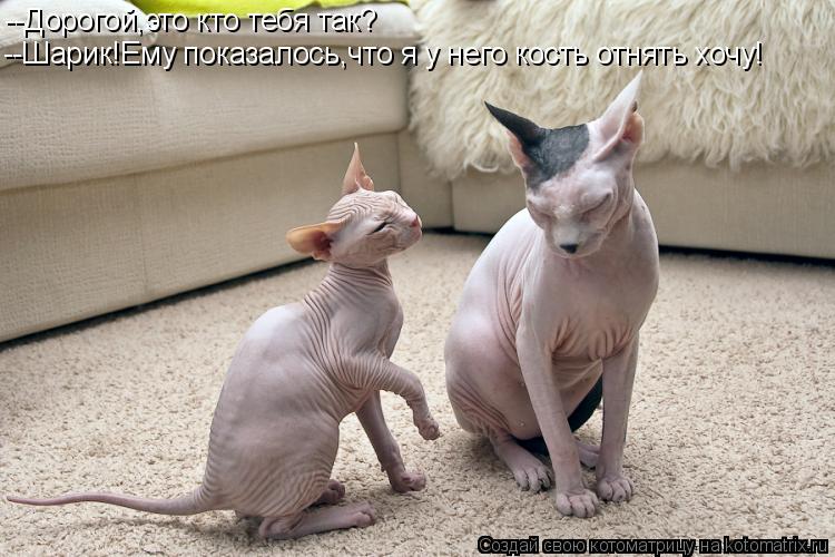 --Дорогой,это кто тебя так? --Шарик!Ему показалось,что я у него кость отнять хочу!... Котоматрица: --Дорогой,это кто тебя так? --Шарик!Ему показалось,что я у него кость отнять хочу!