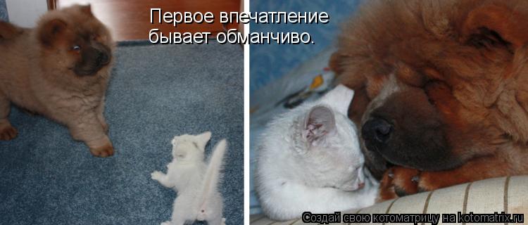 Первое впечатление бывает обманчиво.... Котоматрица: Первое впечатление бывает обманчиво.