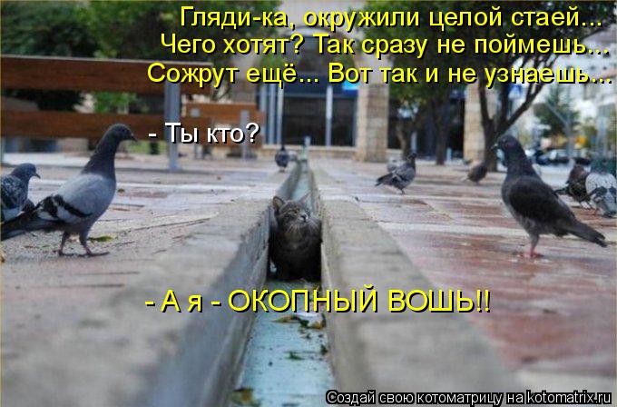 Гляди-ка, окружили целой стаей... Чего хотят? Так сразу не поймешь... Сожрут ещё... Вот так и не узн... Котоматрица: Гляди-ка, окружили целой стаей... Чего хотят? Так сразу не поймешь... Сожрут ещё... Вот так и не узнаешь... - Ты кто? - A я - ОКОПНЫЙ ВОШЬ!!