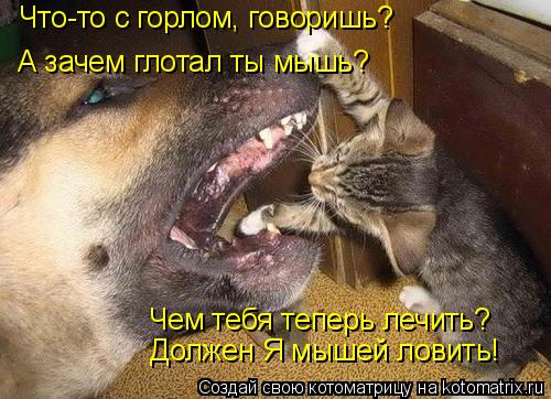 Что-то с горлом, говоришь? А зачем глотал ты мышь? Чем тебя теперь лечить? Должен Я мышей ловить!... Котоматрица: Что-то с горлом, говоришь? А зачем глотал ты мышь? Чем тебя теперь лечить? Должен Я мышей ловить!