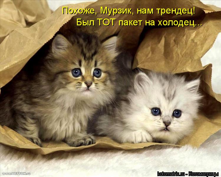 Похоже, Мурзик, нам трендец! Был ТОТ пакет на холодец...... Котоматрица: Похоже, Мурзик, нам трендец! Был ТОТ пакет на холодец...