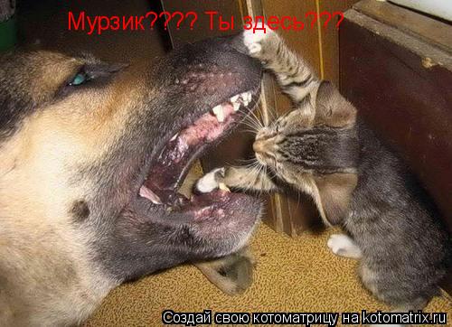 Мурзик???? Ты здесь???... Котоматрица: Мурзик???? Ты здесь???