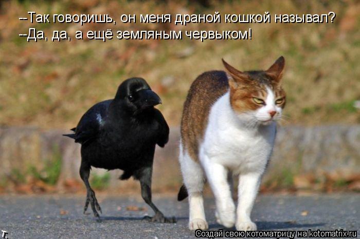 --Да, да, а ещё земляным червыком! --Так говоришь, он меня драной кошкой называл?... Котоматрица: --Да, да, а ещё земляным червыком! --Так говоришь, он меня драной кошкой называл?