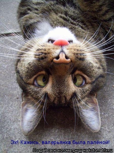 Эх! Кажись, валерьянка была палёной!... Котоматрица: Эх! Кажись, валерьянка была палёной!