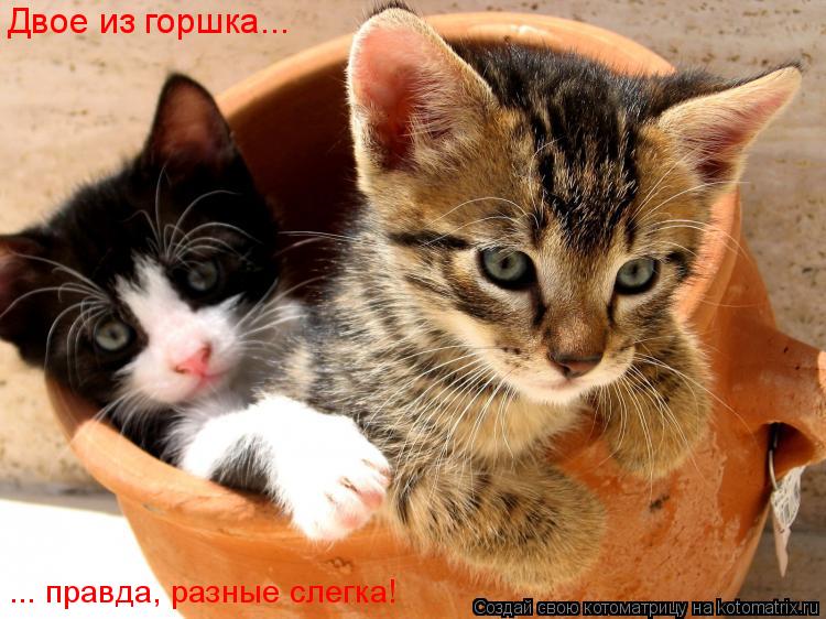 Двое из горшка... ... правда, разные слегка!... Котоматрица: Двое из горшка... ... правда, разные слегка!