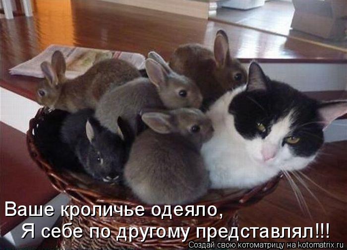 Я себе по другому представлял!!! Ваше кроличье одеяло,... Котоматрица: Я себе по другому представлял!!! Ваше кроличье одеяло,