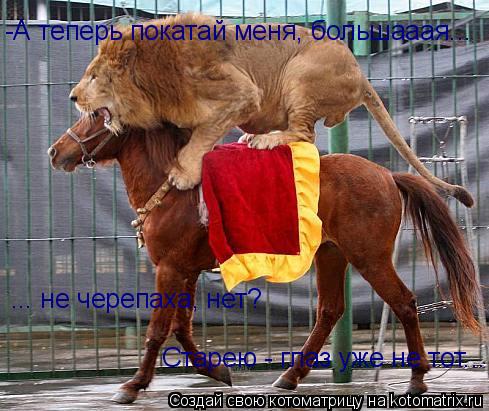 -А теперь покатай меня, большааая... ... не черепаха, нет? Старею - глаз уже не тот...... Котоматрица: -А теперь покатай меня, большааая... ... не черепаха, нет? Старею - глаз уже не тот...