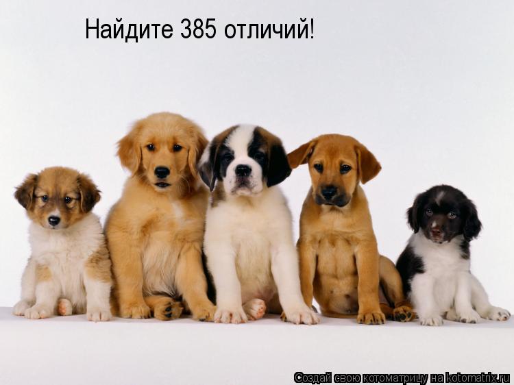 Найдите 385 отличий!... Котоматрица: Найдите 385 отличий!