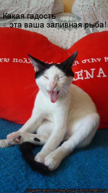 эта ваша заливная рыба! Какая гадость... Котоматрица: эта ваша заливная рыба! Какая гадость